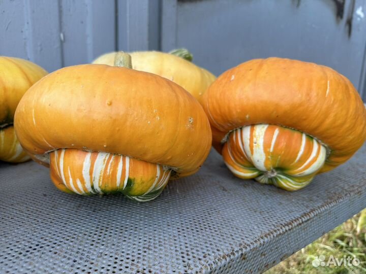 Тыква декоративная