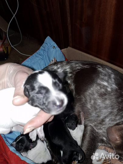 Щенки курцхара