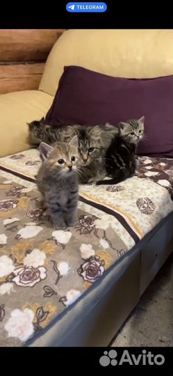 Котята
