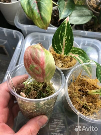 Аглаонема баттерфляй