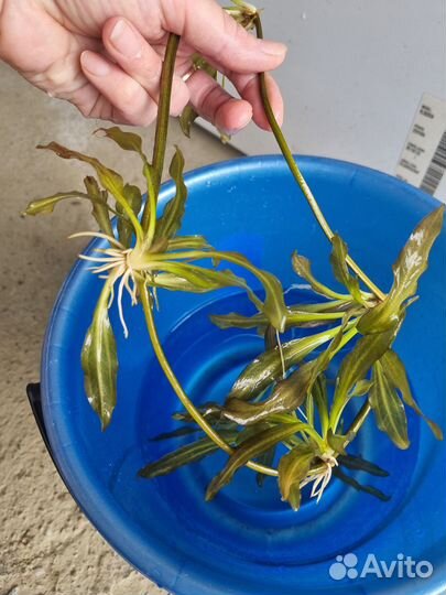 Аквариумные растения (водоросли)