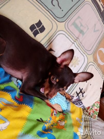 Той-терьер щенки