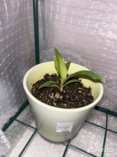 Хлорофитум оранжевый