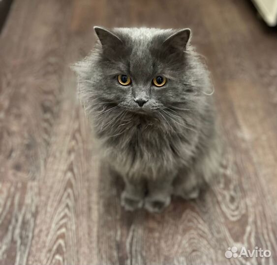 Кот Сибирской породы