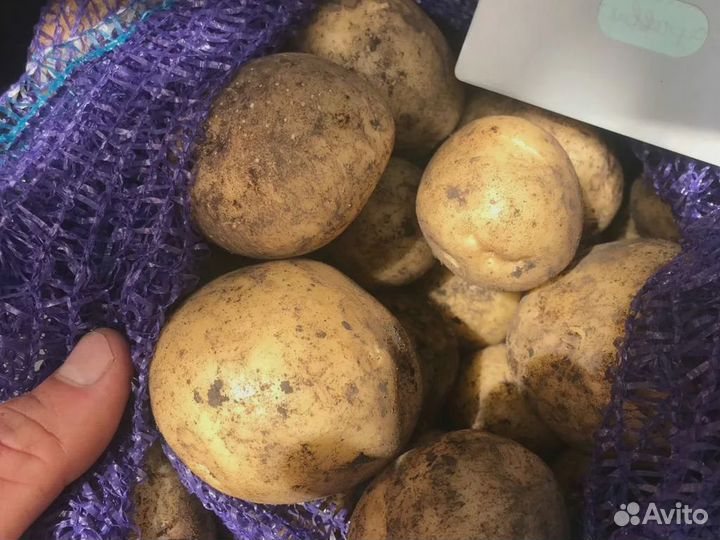 Семенной картофель