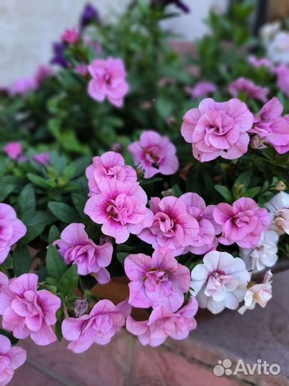 Цветы. Калибрахоа вегетативные