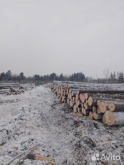 Услуги лесозаготовки