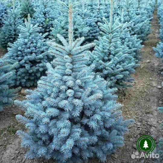 Голубая ель 3,6 м
