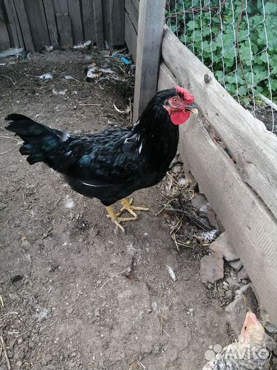 Молодые петухи