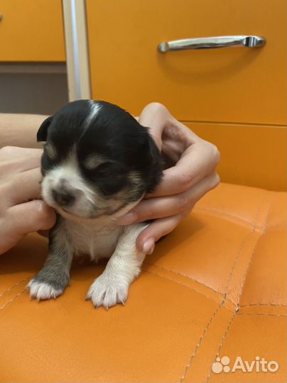 Щенки чихуахуа