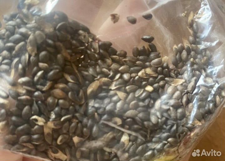 Семена сосна мугус горная карликовая