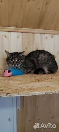 Котик полосатый бесплатно