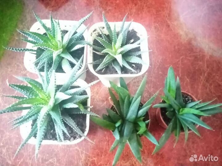 Детки Хавортия и Алоэ Блэк джем