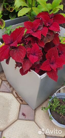 Продам цветы комнатные