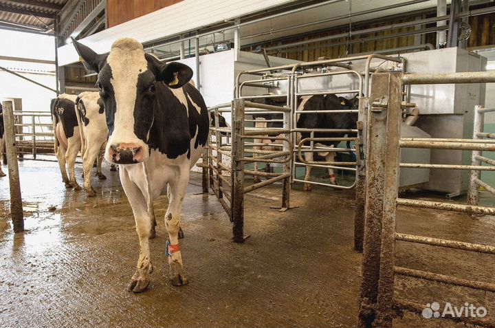 Доильный аппарат