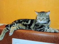 Кот для вязки. Порода британская мраморная