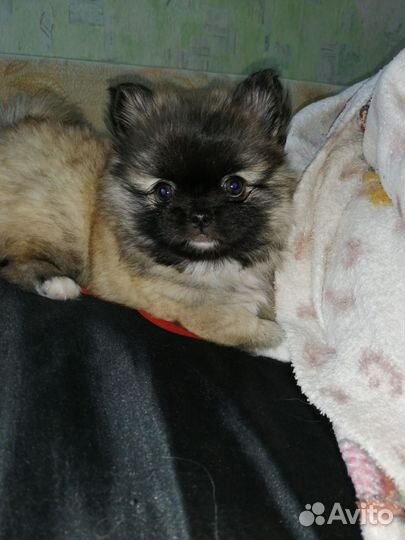 Маленькая собака