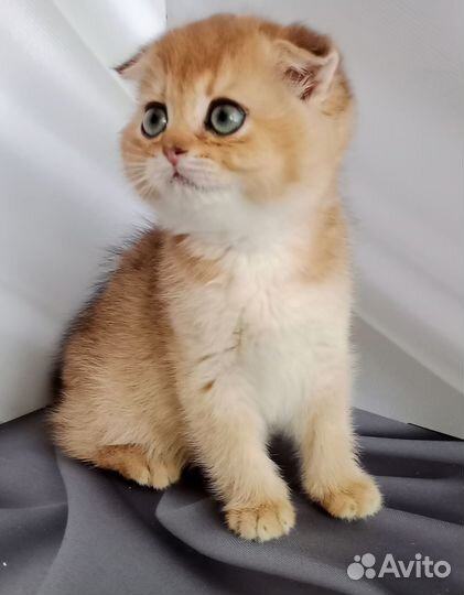 Шотландская