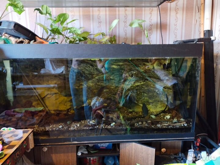 Аквариумы 2 шт фильтры свет и жители, торг