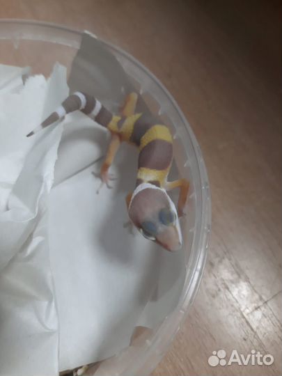 Геккон эублефар