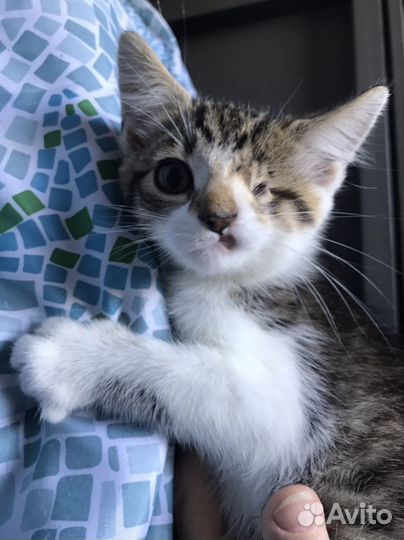 Котенок мальчик особенный бесплатно