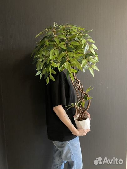 Искусственные деревья.Фикус, олива