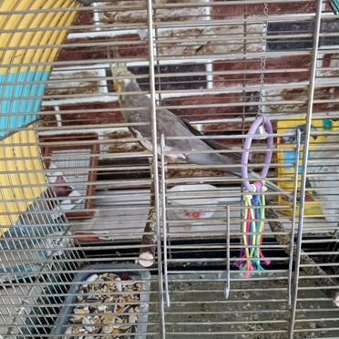 Попугай корелла с клеткой