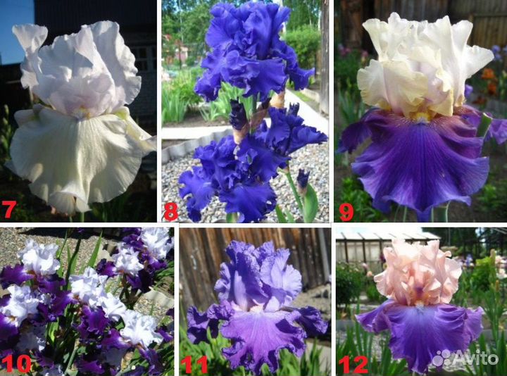 Сортовые ирисы Tall Bearded-класса