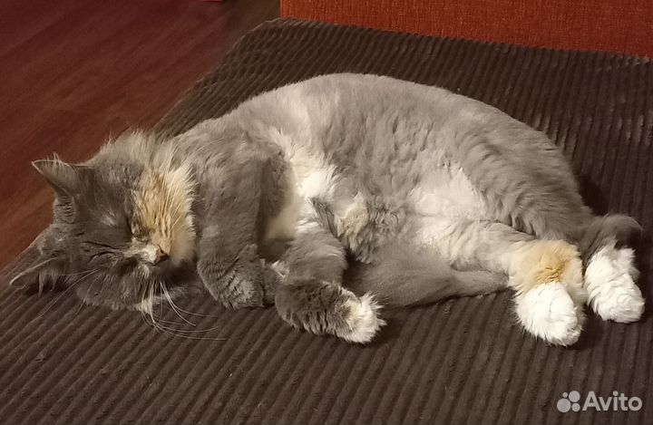 Котоняня, зооняня, котоситтер