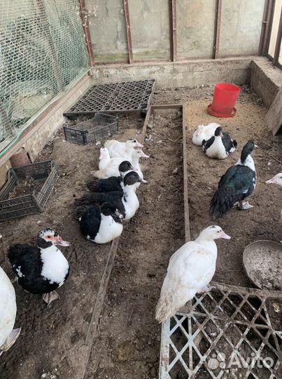 Утки мускусные