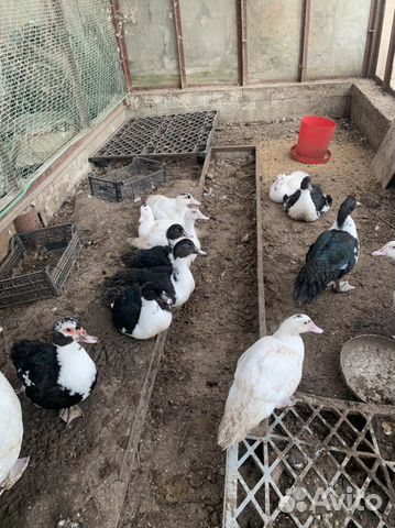 Утки мускусные