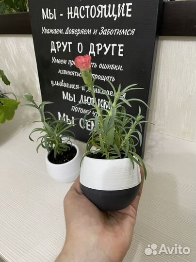 Гвоздика декоративная