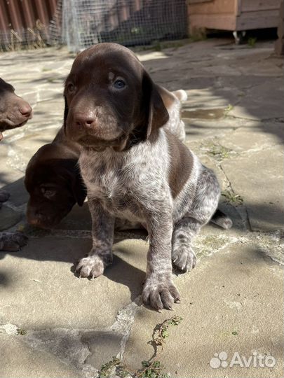 Щенки курцхаара