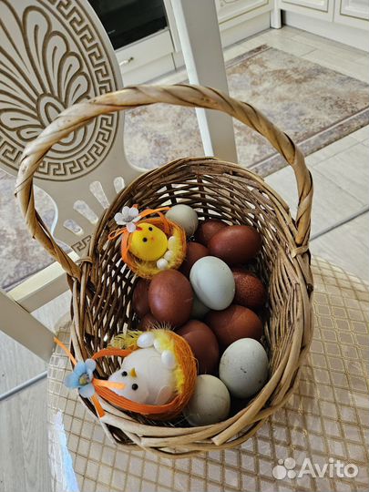 Куриные яйца для инкубации