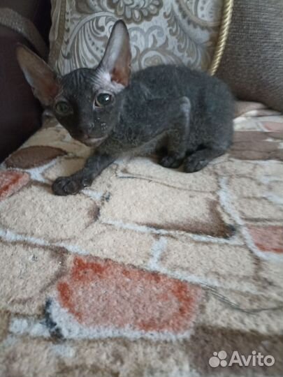 Донской сфинкс