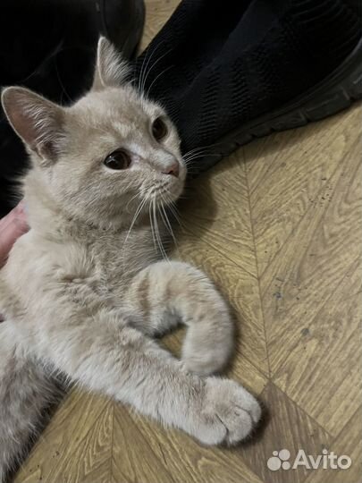 Найдена кошка