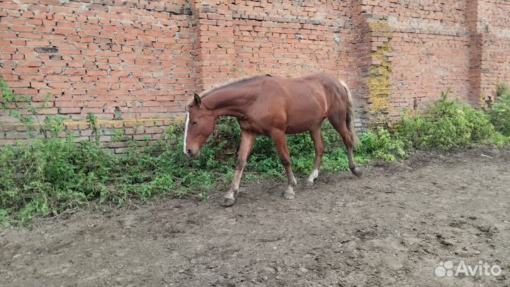 Продам лошадей