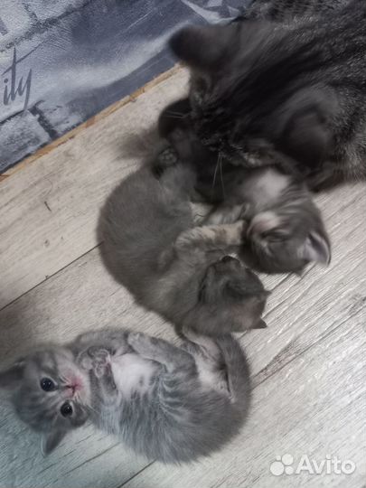 Котята в добрые руки