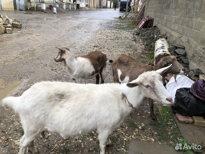 Дойные козы