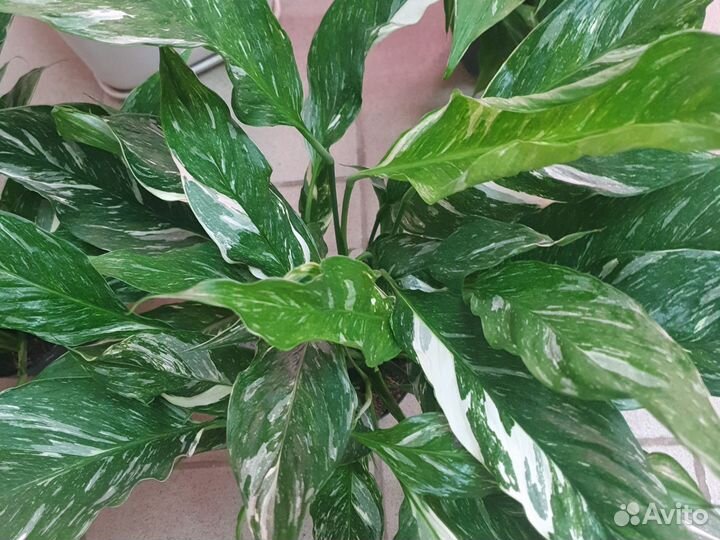 Спатифиллум Даймонд