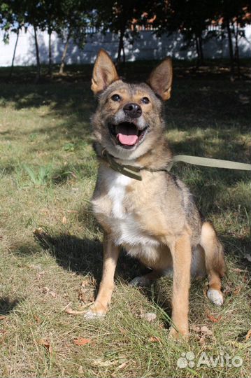 Добрая собака для добрых людей