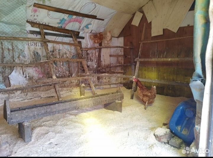 Яйцо деревенское домашнее