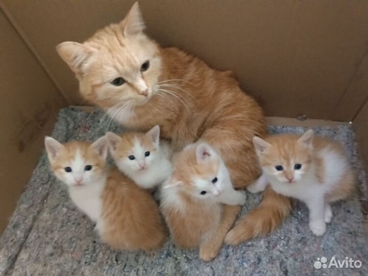 Кошки в добрые руки бесплатно