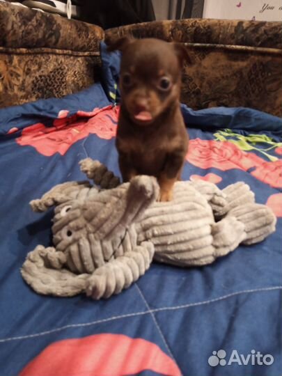 Мини той-терьер щенки