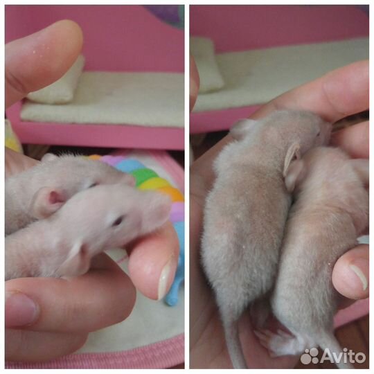 Крыса. Крысята дамбо