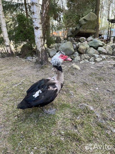 Утята Гусята муларды индоутки башкирки