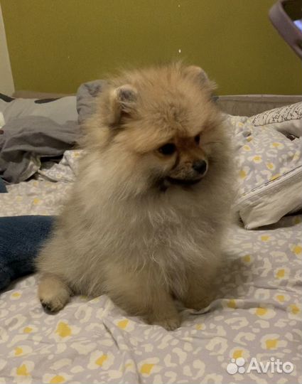 Вязка шпица