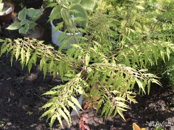Саженцы сумах оленерогий