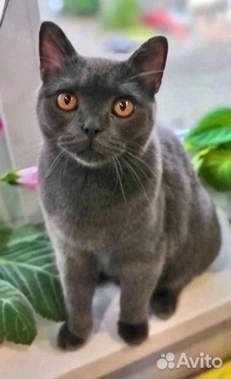 Британский кот