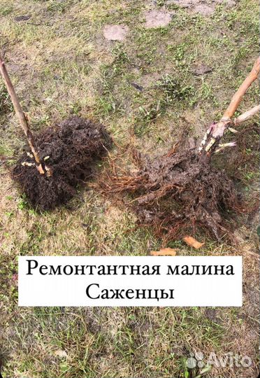 Малина ремонтантная, летняя Саженцы кусты